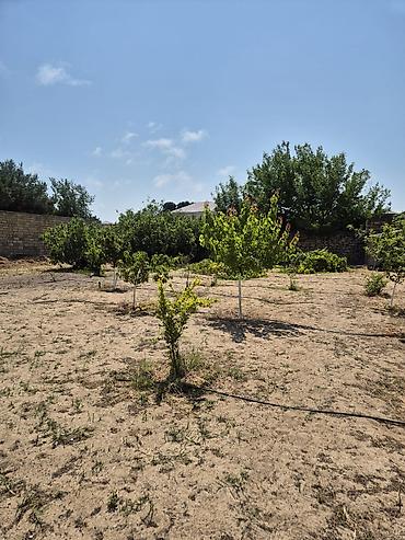 bilgehde torpaq satilir: Bilgəhdə 24 sot torpağ satılır sənədi paket çıxarış su qaz işığ — 2