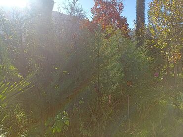 Ağaclar: Məhsul: Bağ və landşaft üçün dekorativ palma və iynəyarpaq — 12