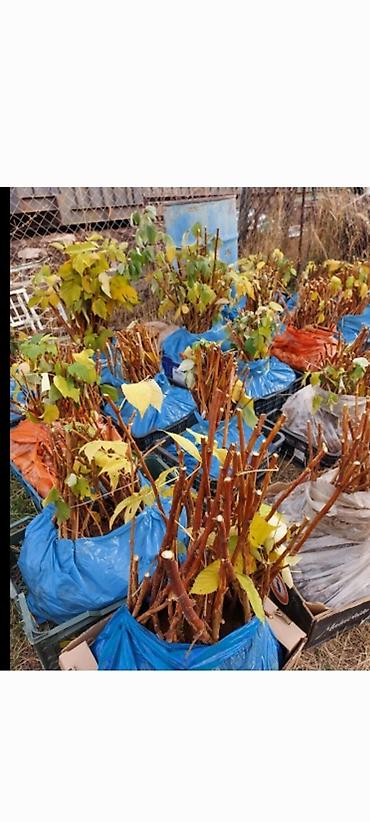 Малина: Саженцы. Питомник. Малина Новый сорт. Ягоды крупные, саженцы тоже — 3