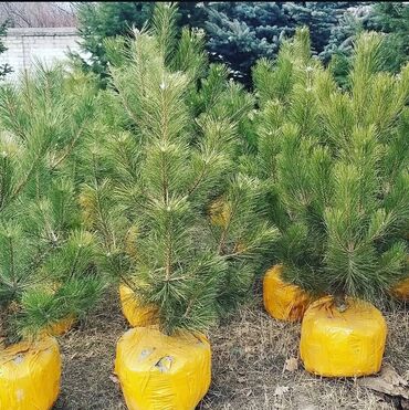 Декоративные деревья: Саженцы деревьев: Туи — 15