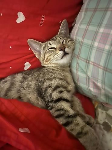 Отдам даром кошку: Кошка даром: Беспородная, 2 месяца, Мальчик, Приучена к лотку, Проглистована, С прививками — 1