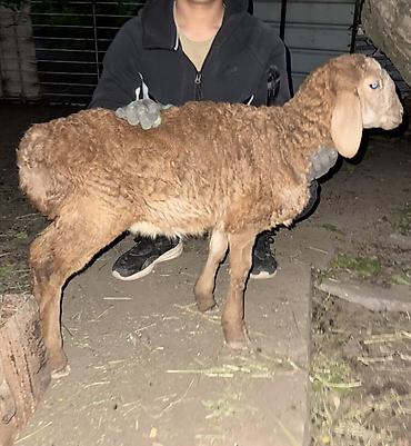 Баран, овца: Продаю | Овца (самка), Ягненок, Баран (самец) | Арашан | Для разведения — 17