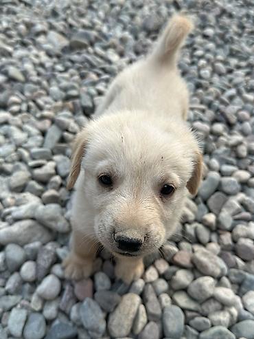 Продажа собак: 1 месяц, Самец — 4