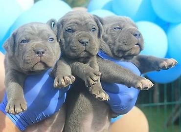 Psi: Cane Corso štenci U ponudi veoma perspektivni štenci iz različitih — 2