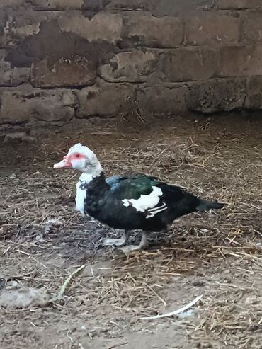 kənd toyuqu: Dişi, | Lal ördək, Yumurtalıq, Ünvandan götürmə