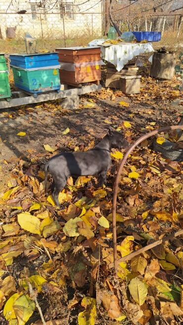 alman avçarkası in Azərbaycan | İTLƏR: Amerikan Pitbull Terrier. Satılmır. Barter edilir. Daha balaca cinslə