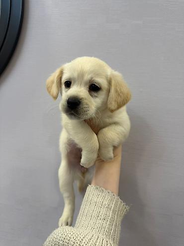 İtlər: Retriever, 2 ay — 4