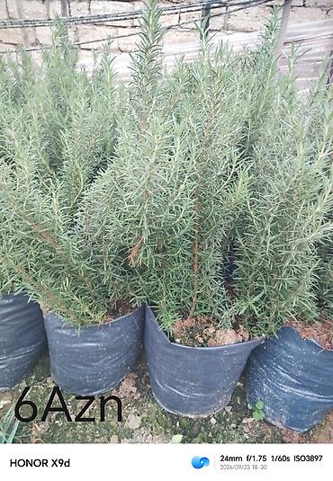 Уличные растения: Satışda müxtəlif bəzək kolları və dekorativ bitkilər (qabda): - Qablı — 5