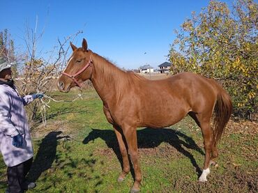 продам домик для кошки: Сатам | Бээ (ургаачы) | Англиялык