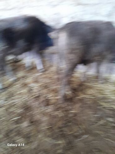 Коровы, быки: Продаю | Музоо, торпок | На откорм — 9