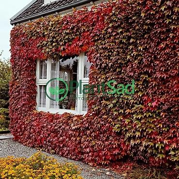Пион: Клубни и саженцы цветов — пионы, травянистые, древовидные и гибридные — 19
