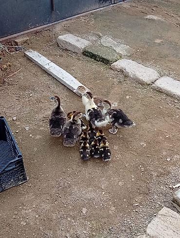 cins buzov: 13 ədəd lal ördək balası böyüklü balacali hamısı bir yerdə.real — 1