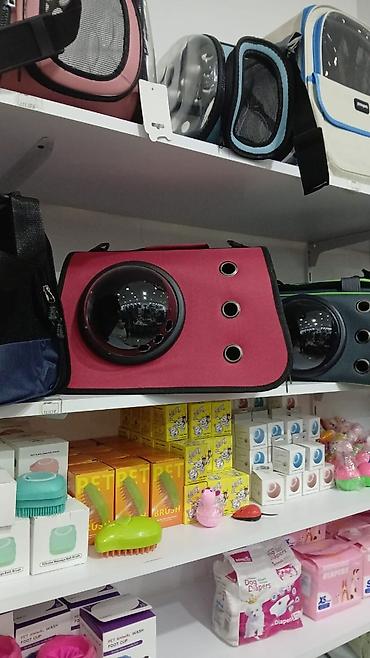 Pişiklər: Erkək, Pulsuz çatdırılma — 4