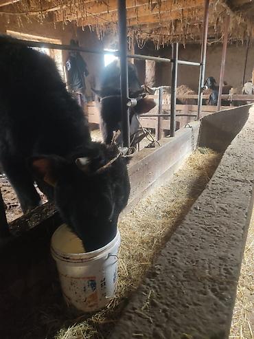 Коровы, быки: Продаю | Бык (самец) | На откорм | Привязанные — 3