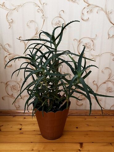 алоэ купить: Qazanda böyük aloe vera bitkisi. Bu bitki evdə və ya ofisdə havayı