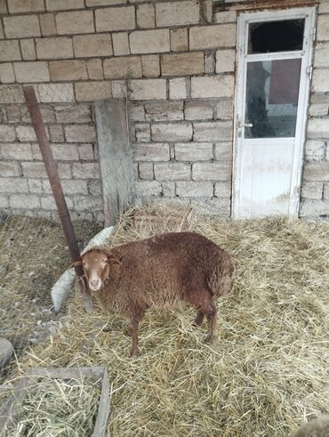 Qoyunlar, qoçlar: Hər ikisi cins quzlaridir iksdə dişdir 5-6 aylıq quzlardir qiyməti — 14