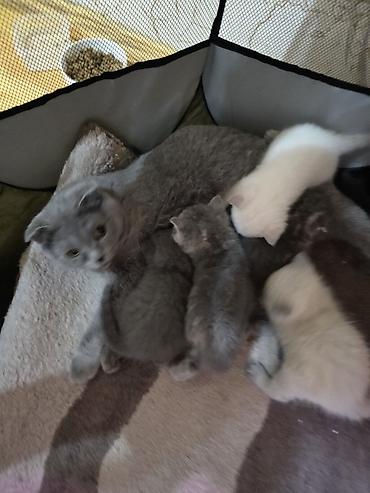 Pişiklər: Britan — 4