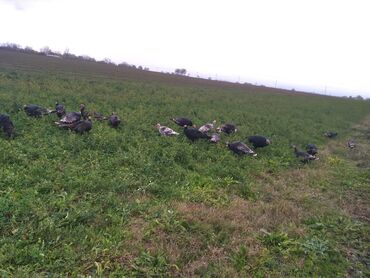 Kənd təsərrüfatı quşları: Razılaşma yolu ilə Kökdülər