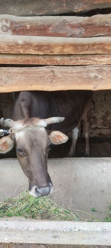 рыжая корова: Продаю | Корова (самка) | Алатауская | На забой