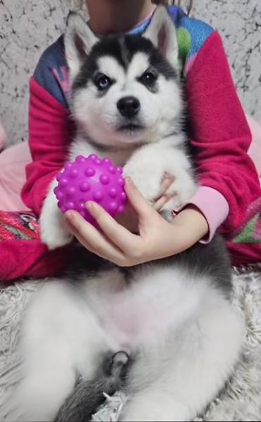 Продажа собак: Хаски, 1 месяц, Самка, С прививкой, С родословной — 2