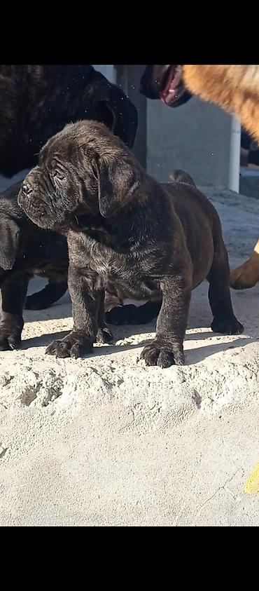 İtlər: Kane-Korso, 1 ay, Erkek, Sənədli, Pulsuz çatdırılma, Ünvandan götürmə, Rayonlara çatdırılma — 9