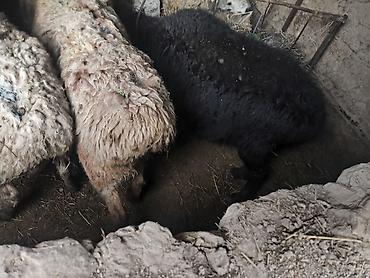 Баран, овца: Продаю | Овца (самка) | Полукровка | Для разведения | Матка — 1