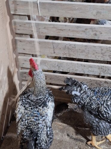 Xoruzlar: Xoruz, il: <1, Ünvandan götürmə — 13