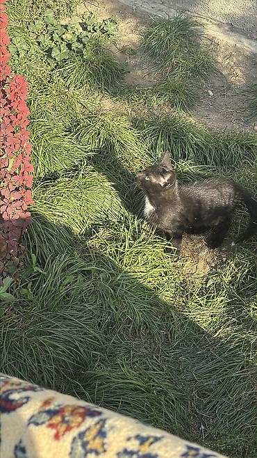 Животные: 🐾 Котята ищут добрые и заботливые руки! 🏡❤️ Ищем для малышей любящих — 7