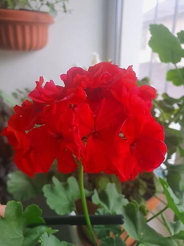 араукария: Продаю традесканция, оксалис абутилон — 3