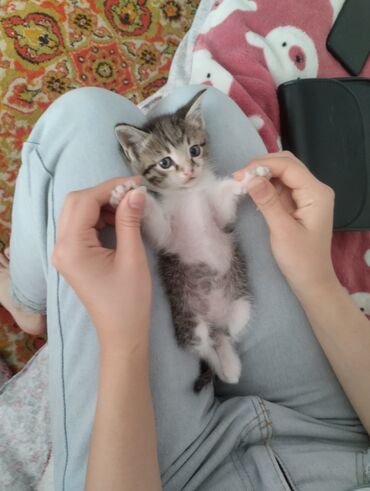 лысые кошки цена: Ангорская, 2 месяца, Мальчик, Серый, Приучена к лотку
