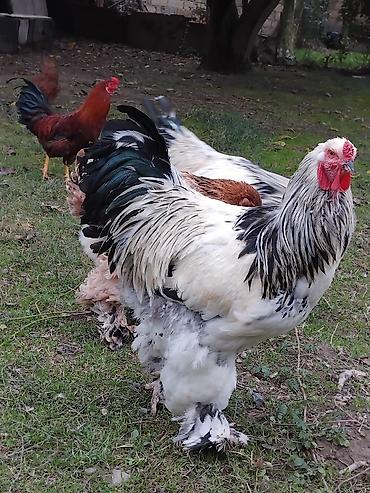 hind quşları: Toyuq, Brama, Damazlıq — 9