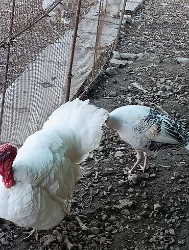 Индюки: Продаю | Индюшка (самка), Индюк (самец) | Полукровка | На забой, Для разведения | Племенные — 8