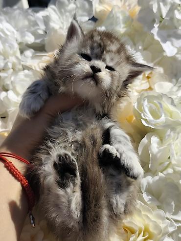Продажа кошек: Предлагаются котята мейн-куна,в шикарном типе🧿🧿🧿🧿🧿 Котята рождены от — 2