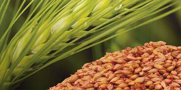 купить мощный насос для полива: Продам ячмень озимый сорт Альта, веяный - травленый-остаток 500 кг