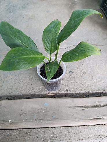 Фикусы: Комнатные растения — коллекция укоренённых саженцев и деток - Фикусы — 31