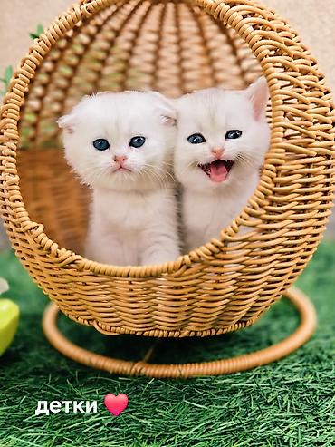 Вязка кошек: Вязка !!! Читайте внимательно! Не продаётся. Молодой привозной котик — 4