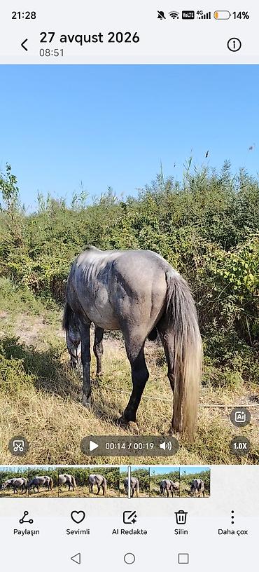 Atlar: Barter var qoyunla Heç bir pis xesiyeti yoxdur sakit atdı heyvan — 8