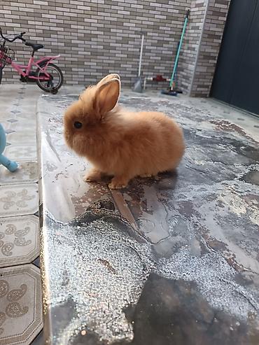 balaca dovşan: Mini lop dovşan ünvan saray polis bölmesi teref - Cins: dekorativ — 1