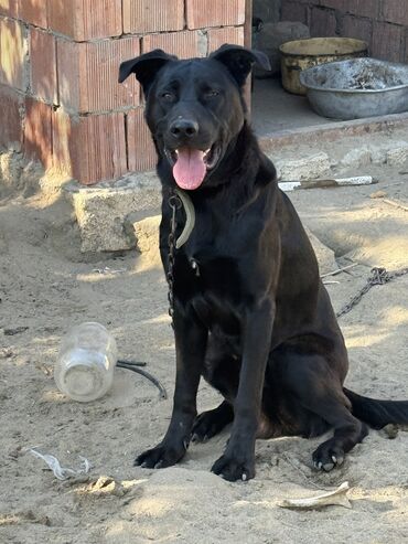 it üçün ip: 10 ay, Erkek, Peyvəndli, Ünvandan götürmə