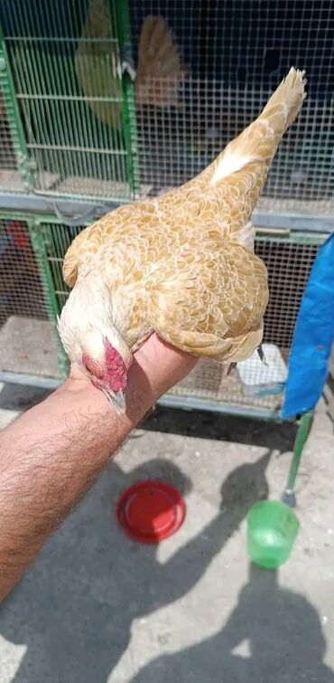 Gəmiricilər: Sibrayt Buff Cüt və 5 ədəd yumurtası.1 Ədəd yeni qırt düşmüş