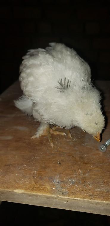 Куры, петухи: Продаю | Цыплята | Для разведения — 30