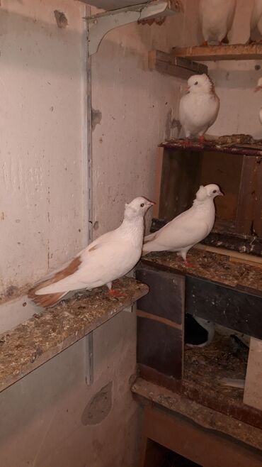 Göyərçinlər: Abrez bawi kekili hazir cutler ve keven quwlarda var cutu 30m.barterde — 4