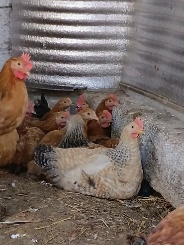 kend çolpaları: Təbii Qırmızı Sasso Çolpaları – Cəmi 12 AZN! 🐔 Tam sağlam, təbii — 1