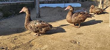 Ördəklər: Erkək, | Lal ördək, Damazlıq, Ünvandan götürmə — 3