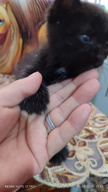 кошка домашный: Котята 1,5 месяца, домашние — 1
