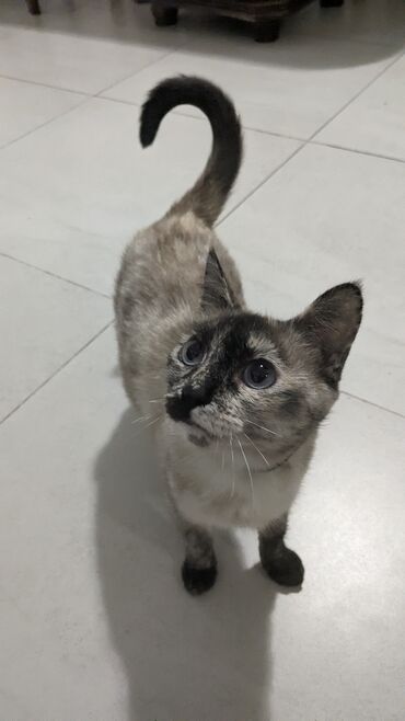 метис персидской кошки: Меня зовут Марфа. Я добрая, нежная, ласковая кошка. Ищу новый дом