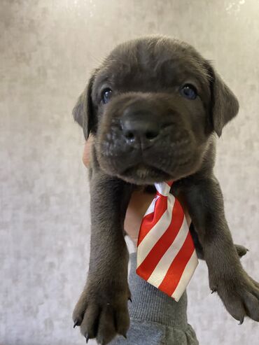 İtlər: Kane-Korso, 2 ay, Erkek, Sənədli, Pulsuz çatdırılma, Ödənişli çatdırılma — 17