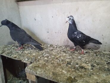 cənnət quşu: Salam aleykum kəvən balalar satılır qara ve ağbaş