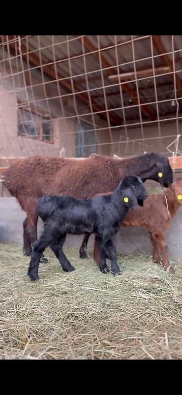 Qoyunlar, qoçlar: Qoyun və quzu dəsti - Ana qoyun: yerli ətlik-tip (qara başlı — 9