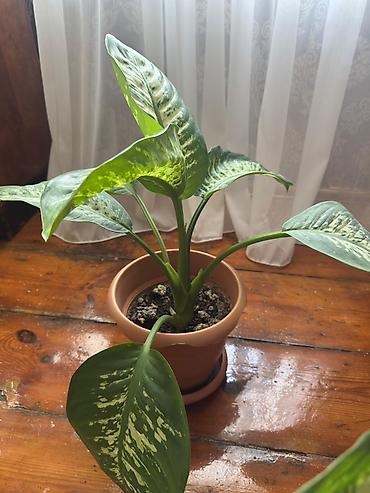 ev bitkisi: Böyük 45 azn Balacalar 30azn Dieffenbaxiya (Dieffenbachia) – — 1